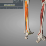 tibialis posterior tendon anatomy image